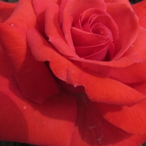 Viveros y Jardinería online - Rojo - Rosas Floribunda - rosa de fragancia discreta - Rosal Barbie™ - John Ford - -